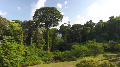 Drone-hot-flying-between-giant-trees-in-French-Guiana-amazonian-forest.